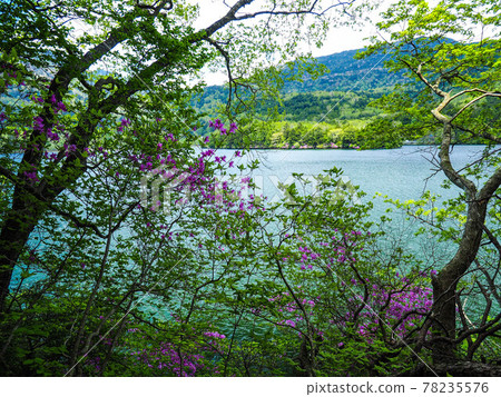 Oku-Nikko Fresh green Yunoko Oku-Nikko Fresh green Yunoko 78235576