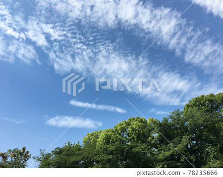 東京雨季的雲彩和樹木飄揚 東京雨季的雲彩和樹木飄揚 78235666
