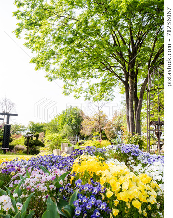 初夏古都小布施美景，鮮花盛開的休閒公園 78236067