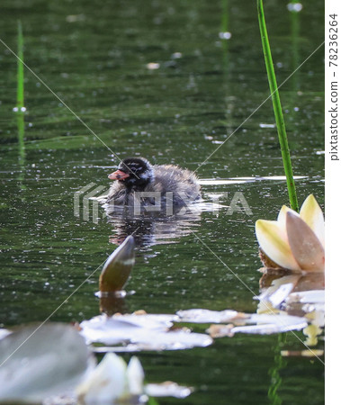 Hent's Chicks 78236264