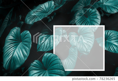 Dark green tropical leaves. creative layout made of leaves nature dark green background. Flat lay. Nature concept. Low key 78236265