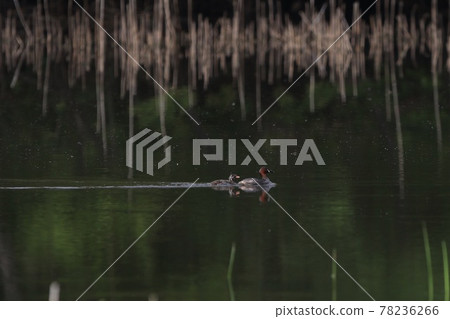 Parent and child of Kaizuburi 78236266