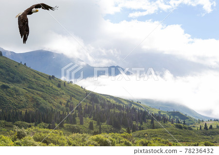 American eagle American eagle 78236432