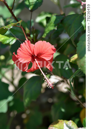 Chinese rose or Hibiscus 78236459