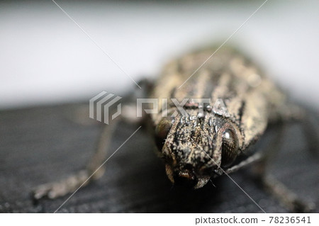 Ubatami mushi 78236541