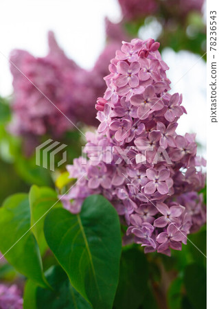 beautiful spring flowers of lilac against the sky beautiful spring flowers of lilac against the sky 78236543