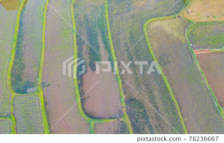 Aerial top view of paddy rice terraces with water reflection, green agricultural fields in countryside, mountain hills valley, Pabongpieng, Chiang Mai, Thailand. Nature landscape. Crops harvest. Aerial top view of paddy rice terraces with water reflection, green agricultural fields in countryside, mountain hills valley, Pabongpieng, Chiang Mai, Thailand. Nature landscape. Crops harvest. 78236667