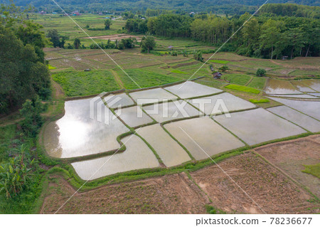 Aerial top view of paddy rice terraces with water reflection, green agricultural fields in countryside, mountain hills valley, Pabongpieng, Chiang Mai, Thailand. Nature landscape. Crops harvest. Aerial top view of paddy rice terraces with water reflection, green agricultural fields in countryside, mountain hills valley, Pabongpieng, Chiang Mai, Thailand. Nature landscape. Crops harvest. 78236677