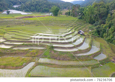 Aerial top view of paddy rice terraces with water reflection, green agricultural fields in countryside, mountain hills valley, Pabongpieng, Chiang Mai, Thailand. Nature landscape. Crops harvest. 78236706