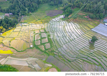 Aerial top view of paddy rice terraces with water reflection, green agricultural fields in countryside, mountain hills valley, Pabongpieng, Chiang Mai, Thailand. Nature landscape. Crops harvest. 78236715
