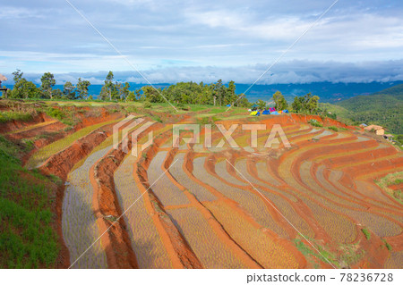 Aerial top view of paddy rice terraces with water reflection, green agricultural fields in countryside, mountain hills valley, Pabongpieng, Chiang Mai, Thailand. Nature landscape. Crops harvest. 78236728