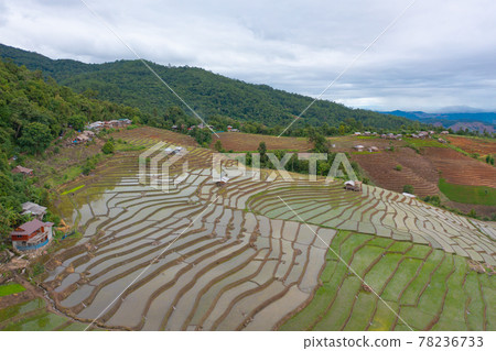 Aerial top view of paddy rice terraces with water reflection, green agricultural fields in countryside, mountain hills valley, Pabongpieng, Chiang Mai, Thailand. Nature landscape. Crops harvest. Aerial top view of paddy rice terraces with water reflection, green agricultural fields in countryside, mountain hills valley, Pabongpieng, Chiang Mai, Thailand. Nature landscape. Crops harvest. 78236733