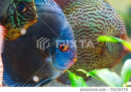Colorful fish from the spieces Symphysodon discus in aquarium. 78236759