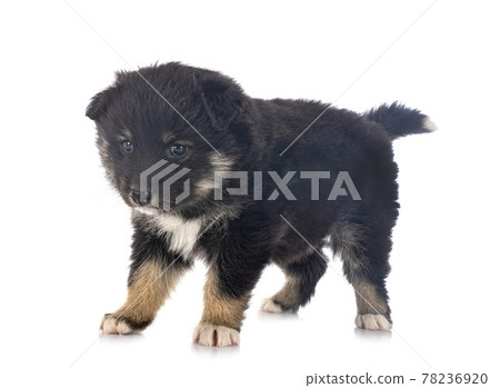 puppy Finnish Lapphund in studio 78236920