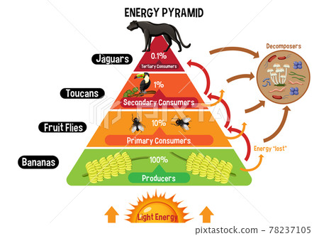 Diagram showing energy pyramid for education 78237105