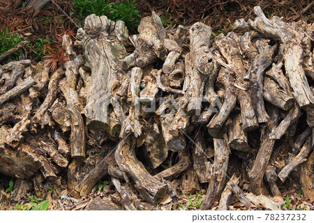 Image of solo camp (Maki) 78237232