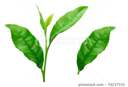 Tea leaves Raw tea leaves Tea leaves Illustration Real 8 Tea leaves Raw tea leaves Tea leaves Illustration Real 8 78237335