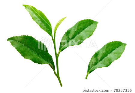茶葉 生茶葉 茶葉 插圖 真實 7 78237336