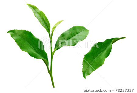 Tea leaves Raw tea leaves Tea leaves Illustration Real 6 Tea leaves Raw tea leaves Tea leaves Illustration Real 6 78237337