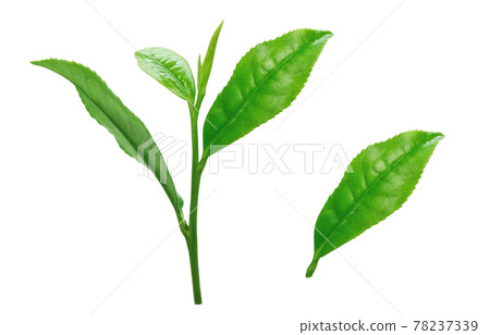 茶葉 生茶葉 茶葉 插圖 真實 4 78237339