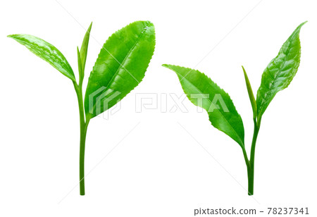 Tea leaves Raw tea leaves Tea leaves Illustration Real 3 Tea leaves Raw tea leaves Tea leaves Illustration Real 3 78237341