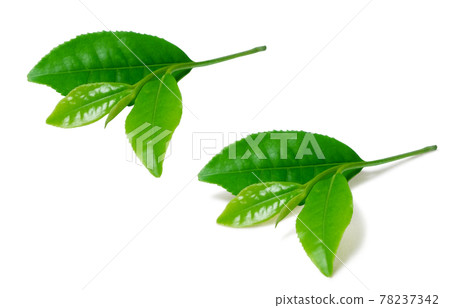 茶葉 生茶葉 茶葉 插圖 真實 2 78237342