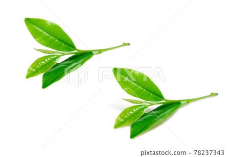 茶葉 生茶葉 茶葉 插圖真實 1 78237343