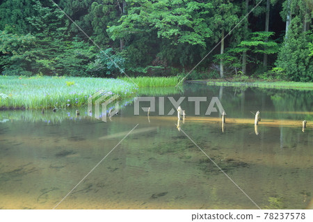 平池【滋賀縣高島市今津町】 平池【滋賀縣高島市今津町】 78237578