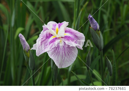 Iris (natural texture) Iris (natural texture) 78237681