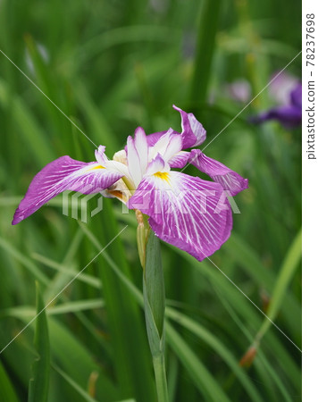 Iris (natural texture) Iris (natural texture) 78237698
