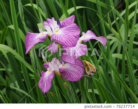 Iris (natural texture) 78237714