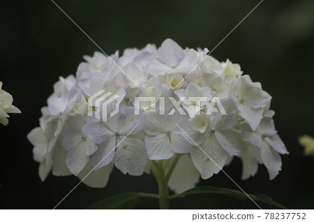 White hydrangea White hydrangea 78237752