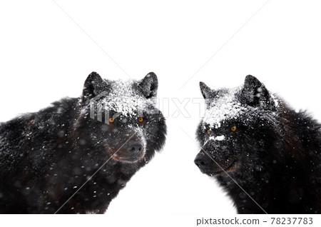 portrait of a canadian wolfs big snowfall portrait of a canadian wolfs big snowfall 78237783