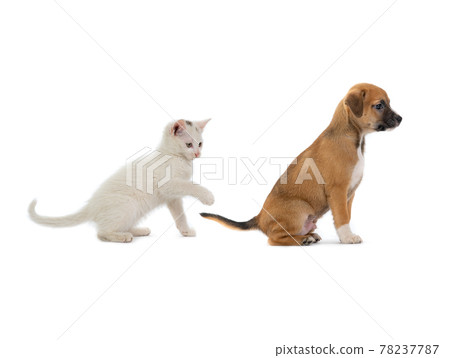white kitten playing with brown puppy's tail isolated on white background white kitten playing with brown puppy's tail isolated on white background 78237787