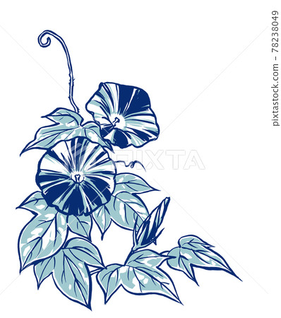 兩輪雜色牽牛花花蕾用刷子畫成兩種顏色 兩輪雜色牽牛花花蕾用刷子畫成兩種顏色 78238049