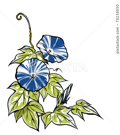 兩朵藍色雜色牽牛花花蕾拉絲啞光 兩朵藍色雜色牽牛花花蕾拉絲啞光 78238050