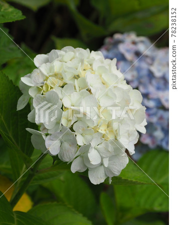 Hydrangea (natural texture) Hydrangea (natural texture) 78238152