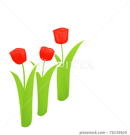 3 tulips (vector illustration of flowers) 78238920