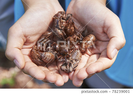 Cicada shell full of both hands 78239001