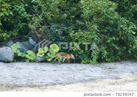Kitakitsu Hokkaido 78239147