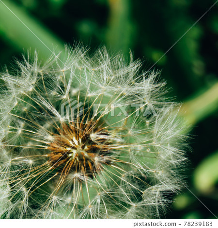 Close-up of air fragile dandelion on a green grass background 78239183