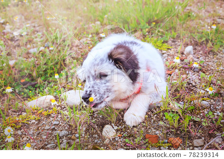 Puppy sniffing the flower, close-up portrait 78239314
