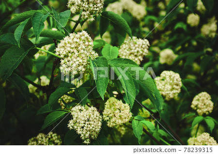 Large green leaves and white inflorescences of flowers Large green leaves and white inflorescences of flowers 78239315