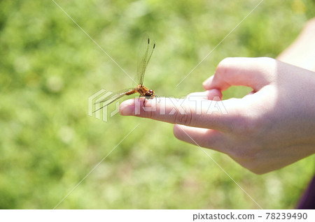 Dragonfly that holds in your hand 78239490