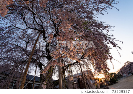 Weeping cherry tree in the morning sun, Kuchihara school building 78239527