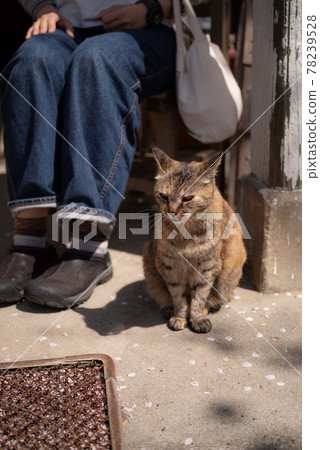 Cats and people 78239528