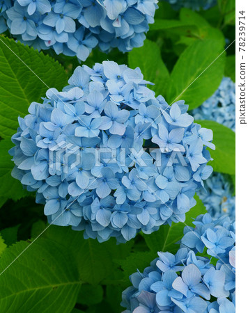 Hydrangea (rainy season material) Hydrangea (rainy season material) 78239714