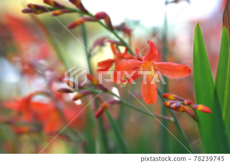 Montbretia Carmin Brilliant Montbretia Carmin Brilliant 78239745