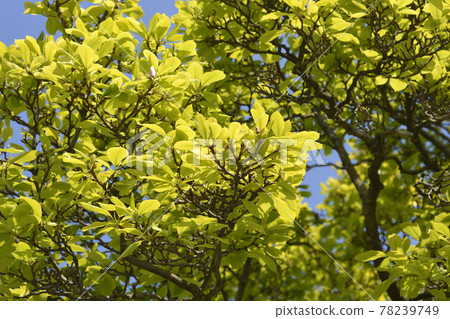 Magnolia tree Magnolia tree 78239749