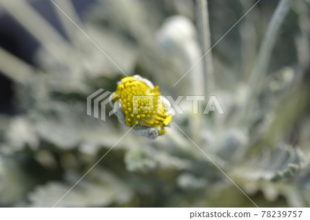 Gray-leaf eurypos Silver Star Gray-leaf eurypos Silver Star 78239757